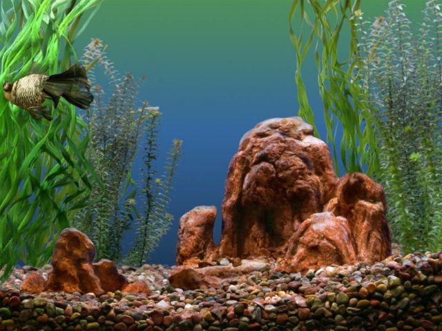 Goldfish Aquarium 0.9