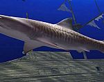 SharkVisions ScreenSaver 1.0